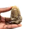 Trilobite fossile - 0