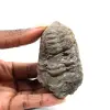 Trilobite fossile - 0