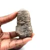 Trilobite fossile - 0