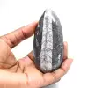 Orthocéras fossile du Maroc - 1