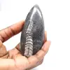 Orthocéras fossile - 1