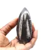 Orthocéras fossile du Maroc - 1