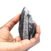 Orthocéras fossile - 1