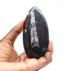 Orthocéras fossile du Maroc - 1