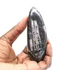 Orthocéras fossile - 1