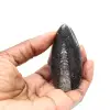 Orthocéras fossile du Maroc - 1