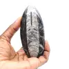 Orthocéras fossile du Maroc - 1