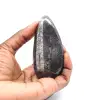 Orthocéras fossile - 1