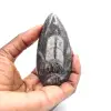 Orthocéras fossile - 1