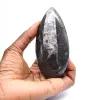 Orthocéras fossile du Maroc - 1