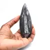 Orthocéras fossile du Maroc - 1