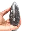 Orthocéras fossile - 1