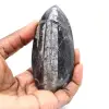 Orthocéras fossile du Maroc - 1