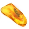 Ambre jaune fossile de la Baltique – Galet authentique - 2