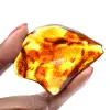 Ambre de Lituanie Poli : Galet pour Collection de Fossiles - 1