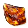 Ambre de Lituanie Poli : Galet pour Collection de Fossiles - 0