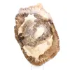 Ornement bois pétrifié tranche polie, pièce de collection, Madagascar - 1