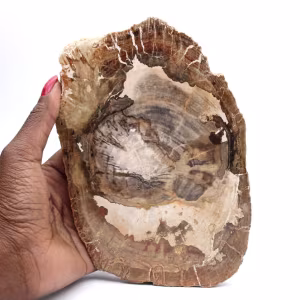 Ornement bois pétrifié tranche polie, pièce de collection, Madagascar