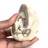 Spécimen d'Ammonite de Madagascar - Fossile Poli pour Collectionneur - 0
