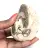 Spécimen d'Ammonite de Madagascar - Fossile Poli pour Collectionneur