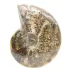 Ammonite Fossile Polie de Madagascar - Spécimen Étroit et Élancé - 1
