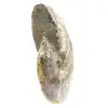 Ammonite Fossile Polie de Madagascar - Spécimen Étroit et Élancé - 2
