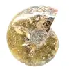 Ammonite Fossile Polie de Madagascar - Spécimen Étroit et Élancé - 4