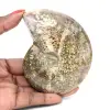 Ammonite Fossile Polie de Madagascar - Spécimen Étroit et Élancé - 0