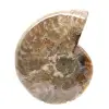 Ammonite Fossile Polie - Magnifique Pierre Naturelle pour Décoration - 1