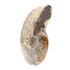 Ammonite Fossile Polie - Magnifique Pierre Naturelle pour Décoration - 2