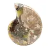 Ammonite Fossile Polie - Magnifique Pierre Naturelle pour Décoration - 4