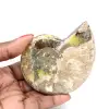 Ammonite Fossile Polie - Magnifique Pierre Naturelle pour Décoration - 0