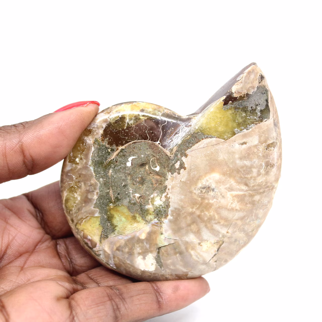 Ammonite Fossile Polie - Magnifique Pierre Naturelle pour Décoration