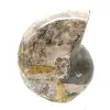 Ammonite Fossile Polie de Qualité - Pièce de Décoration Naturelle - 1
