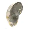 Ammonite Fossile Polie de Qualité - Pièce de Décoration Naturelle - 2