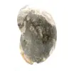 Ammonite Fossile Polie de Qualité - Pièce de Décoration Naturelle - 3