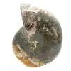 Ammonite Fossile Polie de Qualité - Pièce de Décoration Naturelle - 4