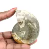 Ammonite Fossile Polie de Qualité - Pièce de Décoration Naturelle - 0