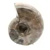 Ammonite Polie - Petit Spécimen de Collection de Madagascar (80g) - 1
