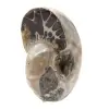 Ammonite Polie - Petit Spécimen de Collection de Madagascar (80g) - 2