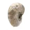 Ammonite Polie - Petit Spécimen de Collection de Madagascar (80g) - 3