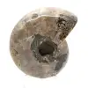 Ammonite Polie - Petit Spécimen de Collection de Madagascar (80g) - 4