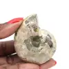 Ammonite Polie - Petit Spécimen de Collection de Madagascar (80g) - 0