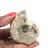 Ammonite Polie - Petit Spécimen de Collection de Madagascar (80g)