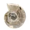 Petit Fossile Ammonite Poli - Pierre Naturelle d'Histoire Géologique - 1