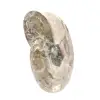 Petit Fossile Ammonite Poli - Pierre Naturelle d'Histoire Géologique - 2
