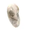 Petit Fossile Ammonite Poli - Pierre Naturelle d'Histoire Géologique - 3