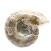 Petit Fossile Ammonite Poli - Pierre Naturelle d'Histoire Géologique - 4