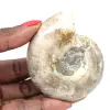 Petit Fossile Ammonite Poli - Pierre Naturelle d'Histoire Géologique - 0