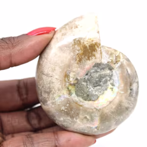 Petit Fossile Ammonite Poli - Pierre Naturelle d'Histoire Géologique